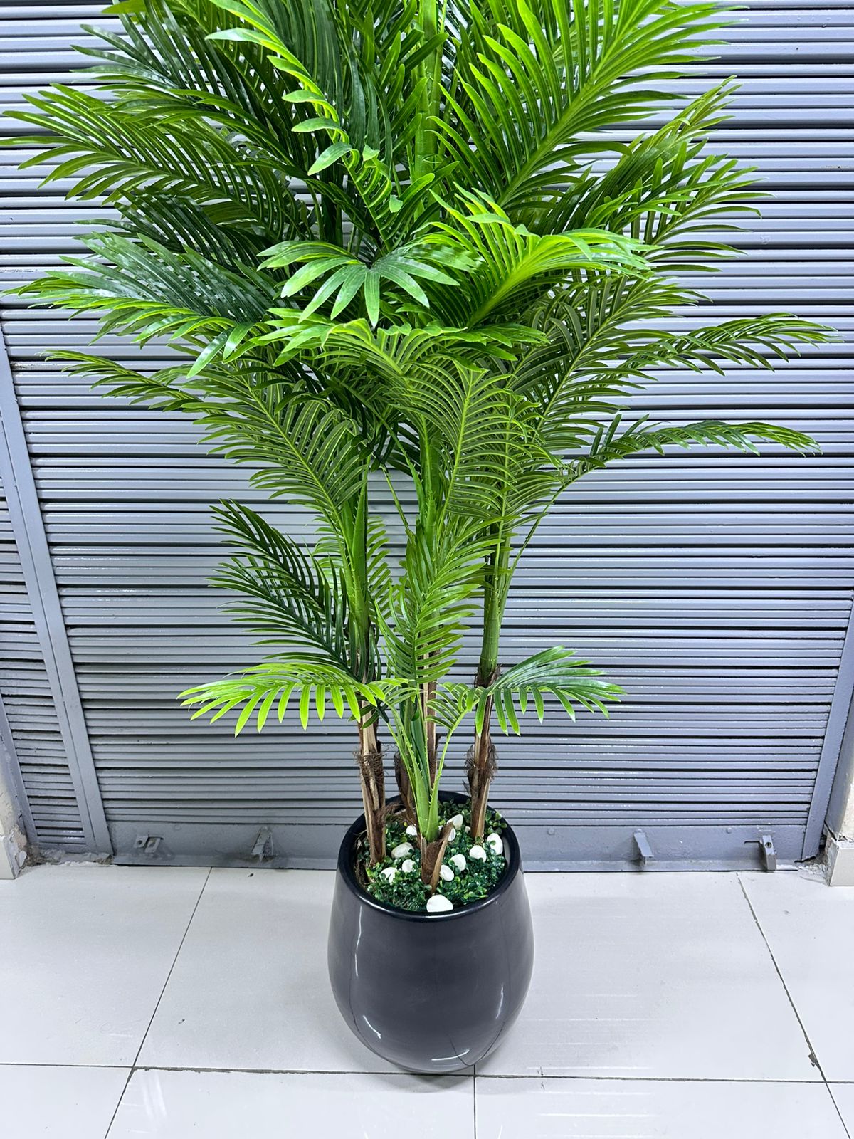 Planta Palmera x5 tallos + Maceta fibra de vidrio | 220cm